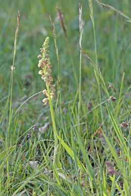 Orchis anthropophora (Aceras anthropophora) - Poppenorchis