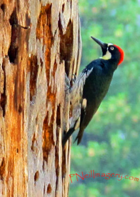 Woodpecker_0679