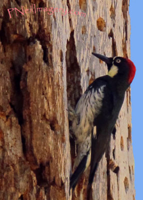 Woodpecker_0707