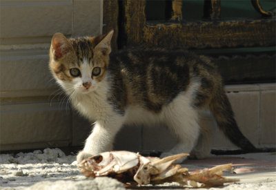 DoDo_DSC0069_s.jpg