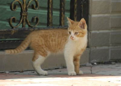 FaFa_DSC0073_s.jpg