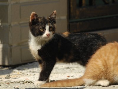 MiMi_DSC0020_s.jpg