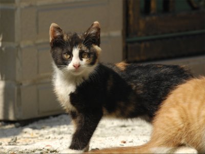 MiMi_DSC0021_s.jpg