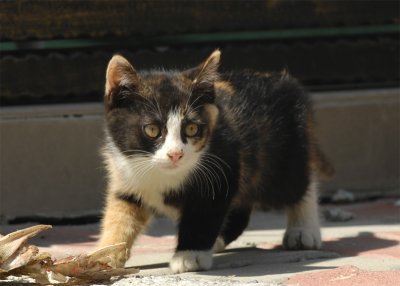 MiMi_DSC0028_s.jpg