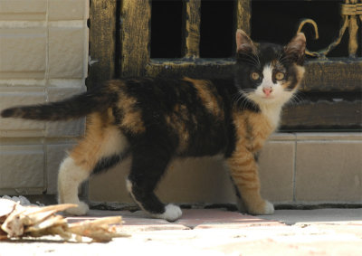 MiMi_DSC0062_s.jpg