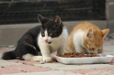 ReRe&FaFa_DSC0007_s.jpg