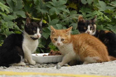ReRe,SolSol&MiMi_DSC0023_s.jpg