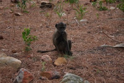 IMG_0554 Small.JPG
