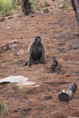 Walk with Baboons