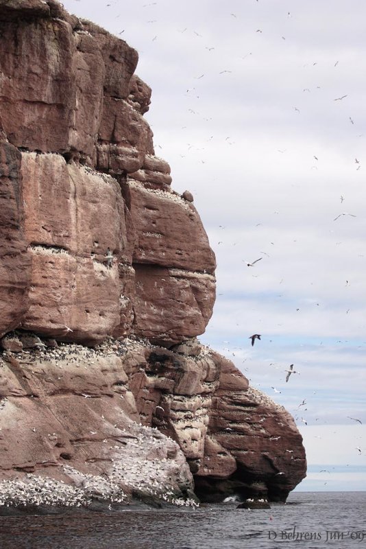Bonaventure Island bird colonies.jpg