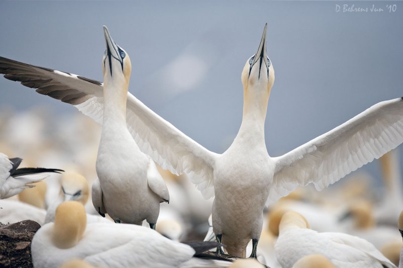 500mm f4 Nothern Gannets.jpg