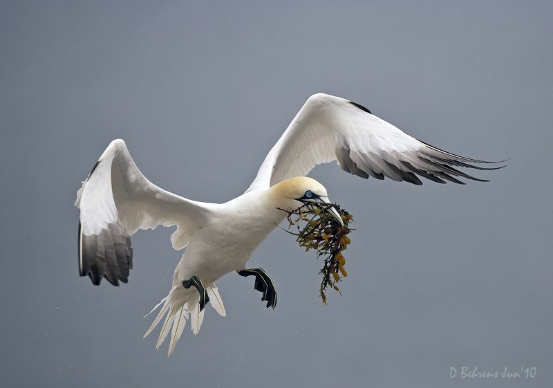 June Northern Gannet - Gaspe.jpg