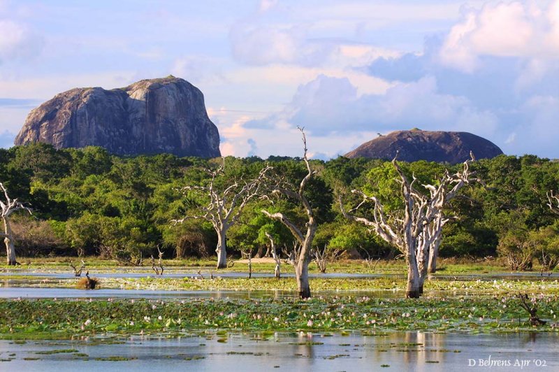 Yala landscape.jpg