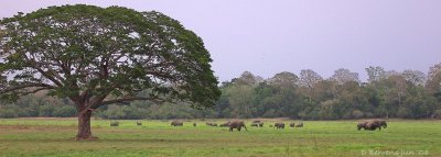 Lahugala Kitulana Elephants.jpg