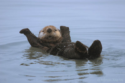 Sea Otter AK.jpg