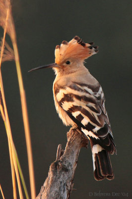 Hoopoe.jpg