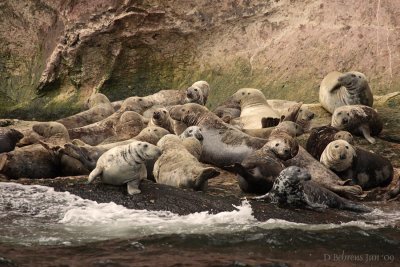 Seal colony.jpg
