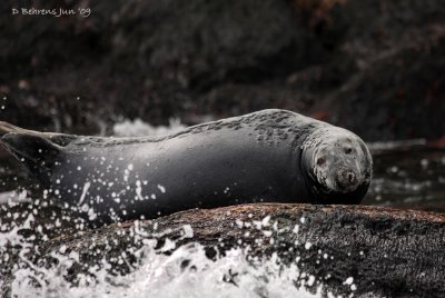 Grey seal.jpg