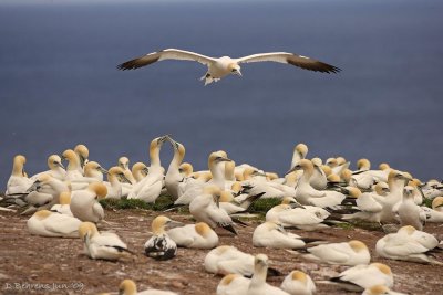 Gannets courting and nesting.jpg