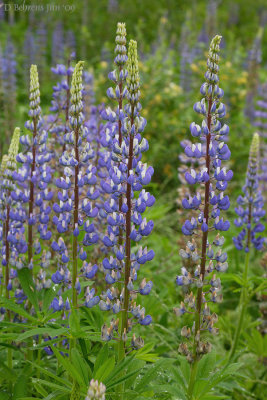 Lupines.jpg