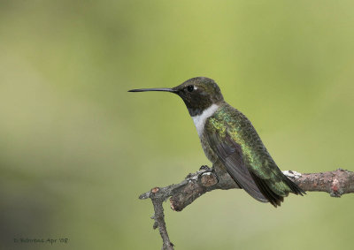 Black-chinned Hummingbird.jpg.jpg