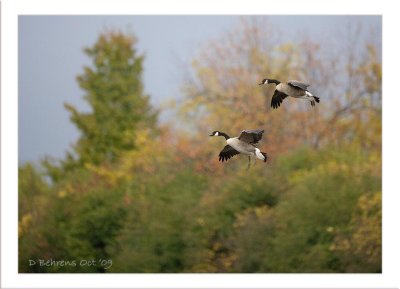 Canada geese.jpg