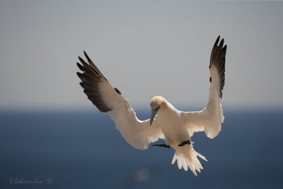 Gannet landing.jpg