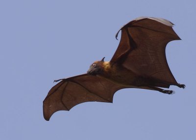 Flying Fox flying_ copy.jpg