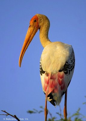 Painted Stork 400mm.jpg