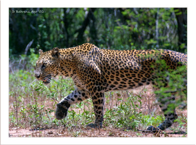 SriLankan leopard 400mm f5.6.jpg