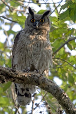 Dusky Eagle Owl male_ 700mm_f'6.7.jpg