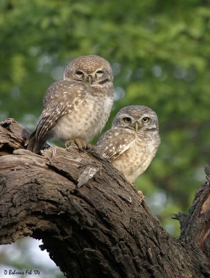 540mm (385mm + 1.4 TC) Spotted Owletts
