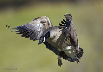 700mm f5.6 - Canada goose.jpg