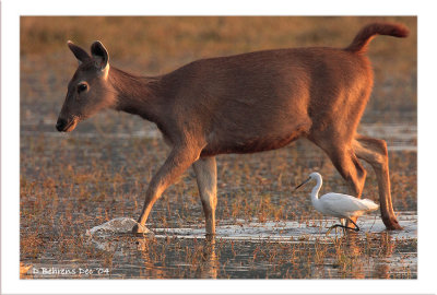 700mm f6.3 Sambar and Egret.jpg