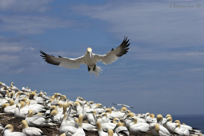 June Northern Gannets Gaspe Quebec.jpg
