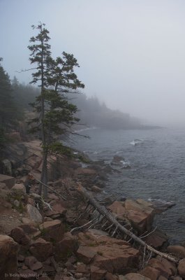 May Acadia Maine.jpg