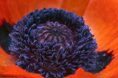 May Poppy - frontyard.jpg