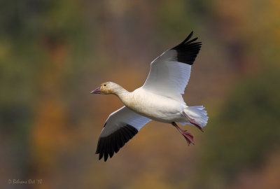 October Snow Goose - Cap Tormente.jpg