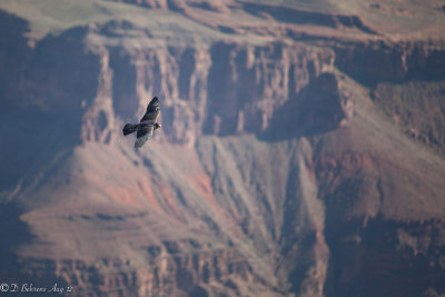 South Rim near Yavapai Point