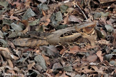 Large-tailed Nightjar camouflaged.jpg