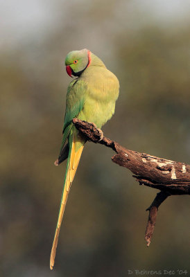 Rose-ringed Parakeet.jpg