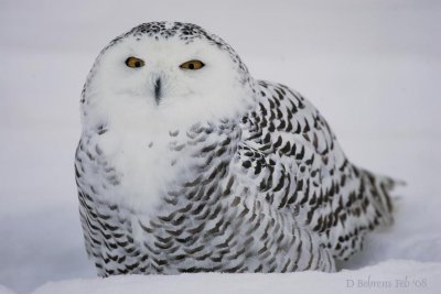 Snowy Owl-female.jpg