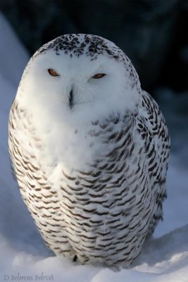 Snowy Owl female.jpg