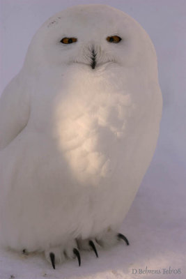 Snowy Owl Male.jpg