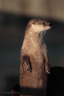 River Otter_.jpg