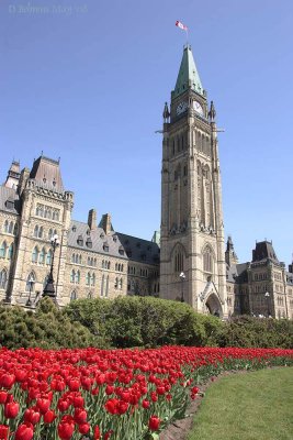 Parliament---tulips.jpg