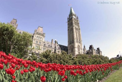 Parliament_tulips.jpg