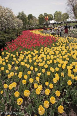 Tulips-Major-Hill-Park.jpg
