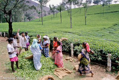 India (Kerala) - Emptying Out The Tea
