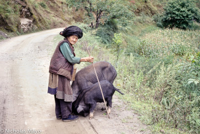China (Yunnan) - Woman With Pigs